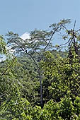 The cloud forest near the Cock of the Rock leks in the Manu reserve 